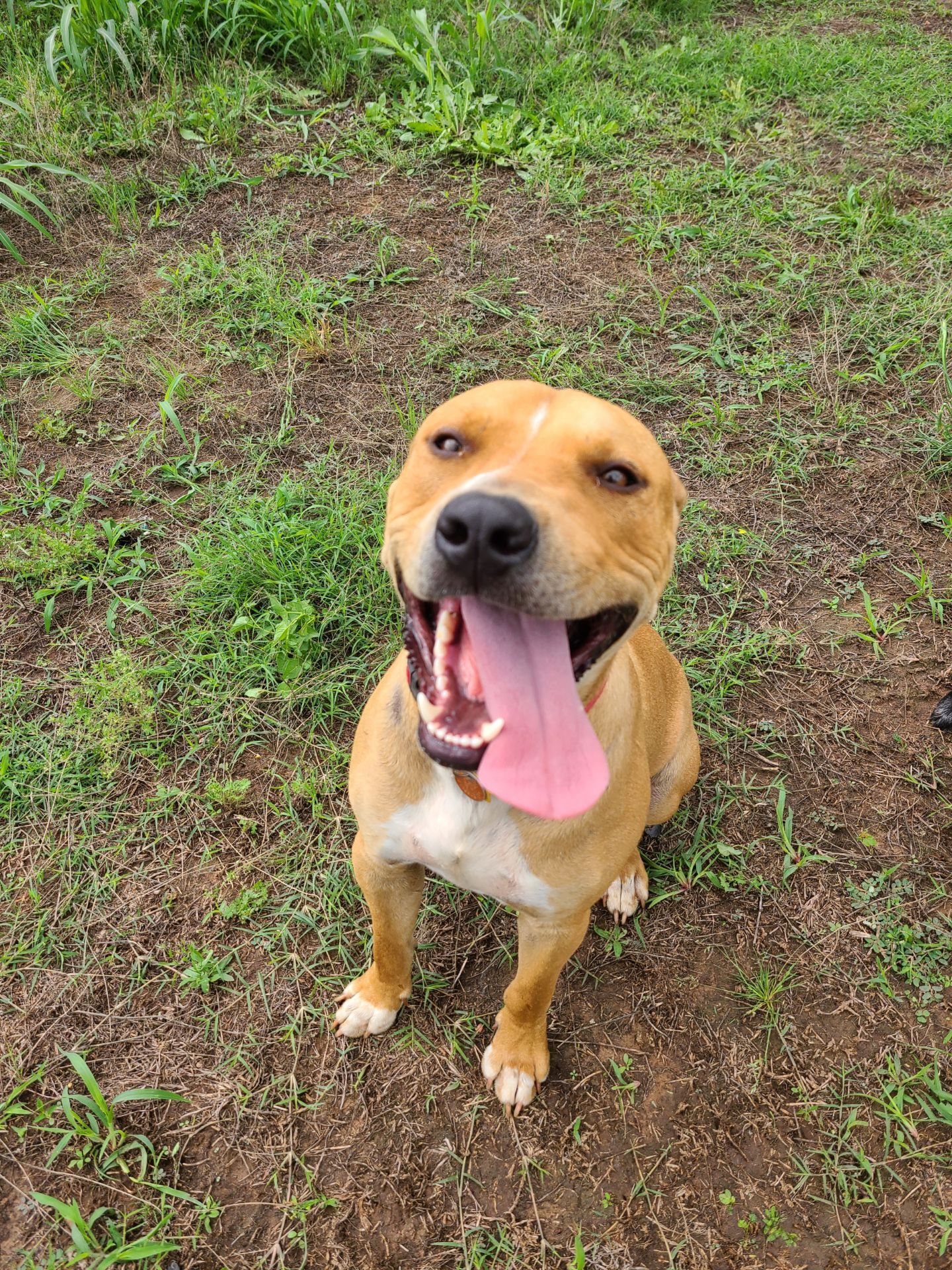 Enlarge Rufus Lucas, a Adoptable mixed breed in Oklahoma City, OK image 5/6