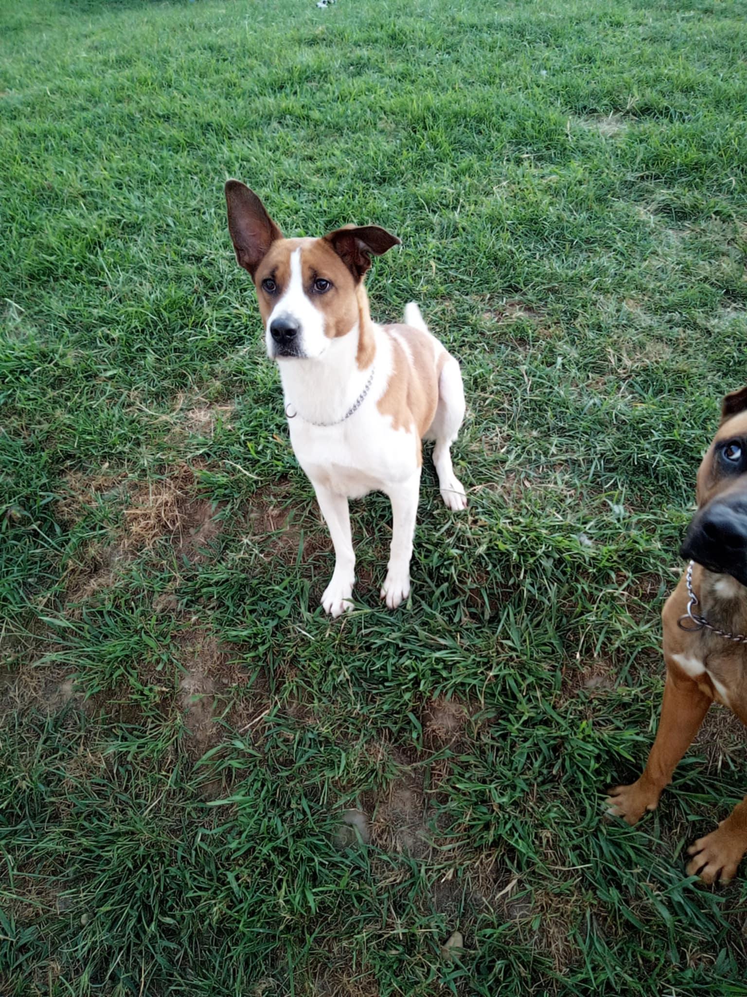 Enlarge Snoopy, a Adoptable mixed breed in Benton, PA image 2/3