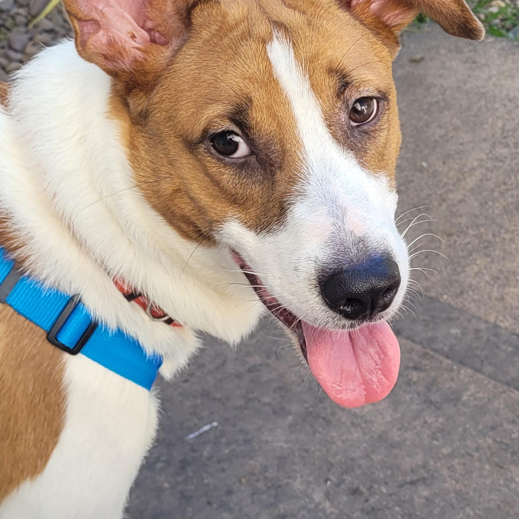 Snoopy, Adoptable, Young Male Jack Russell Terrier.