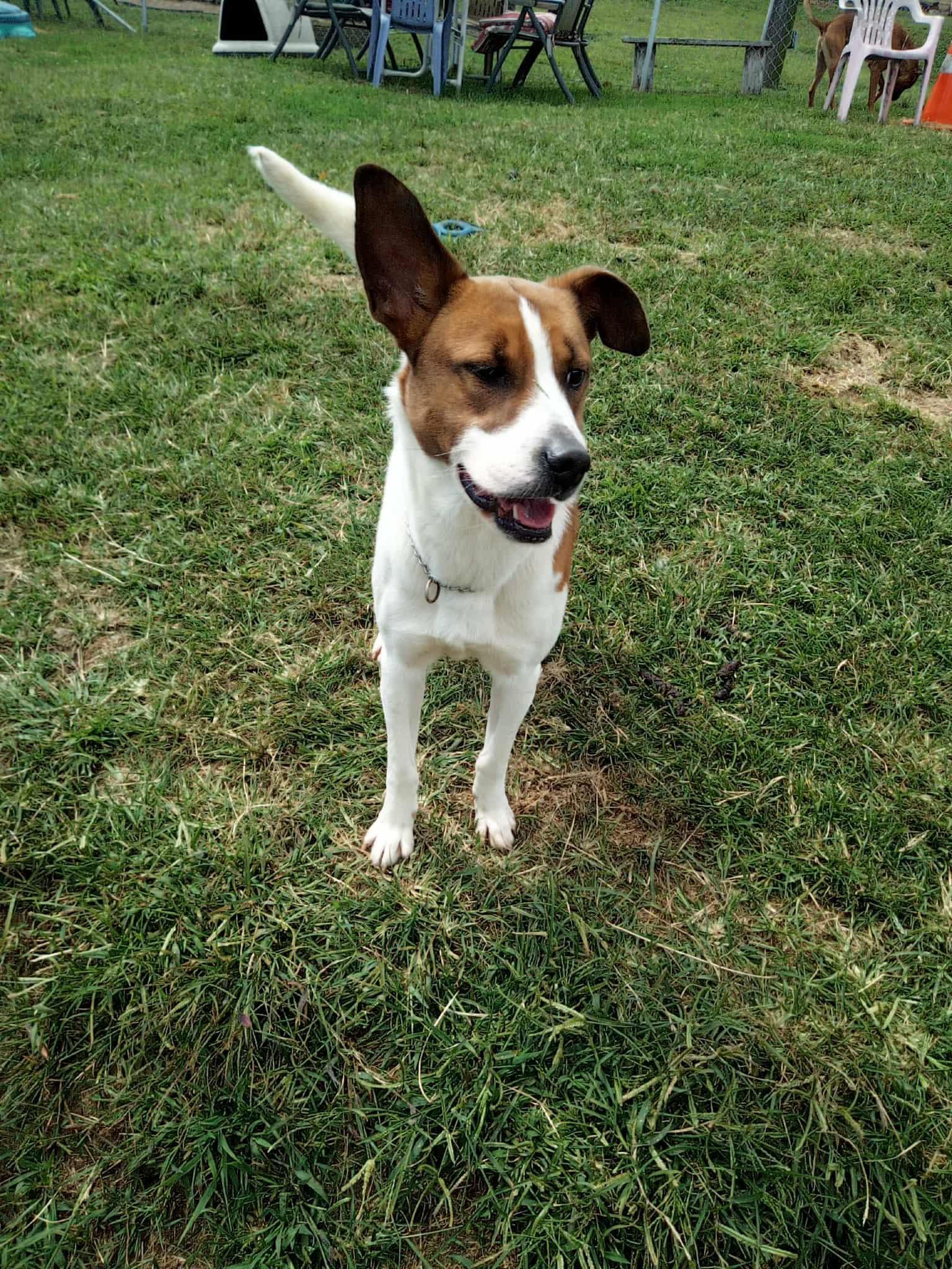 Enlarge Snoopy, a Adoptable mixed breed in Benton, PA image 3/3