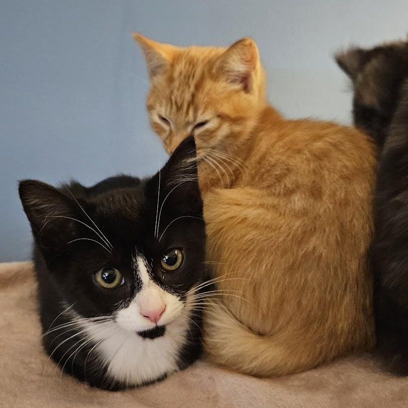 Fiddlesticks & Quiz, a Adoptable mixed breed in Hyattsville, MD image 1/6