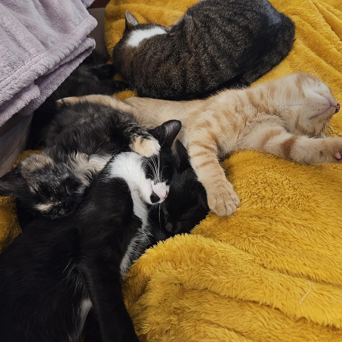 Fiddlesticks & Quiz, a Adoptable mixed breed in Hyattsville, MD image 6/6