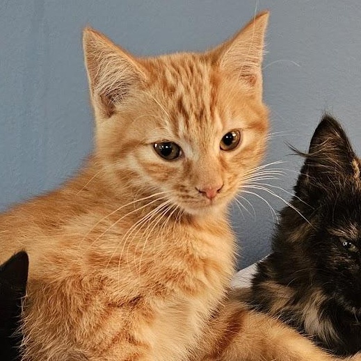 Fiddlesticks & Quiz, a Adoptable mixed breed in Hyattsville, MD image 3/6