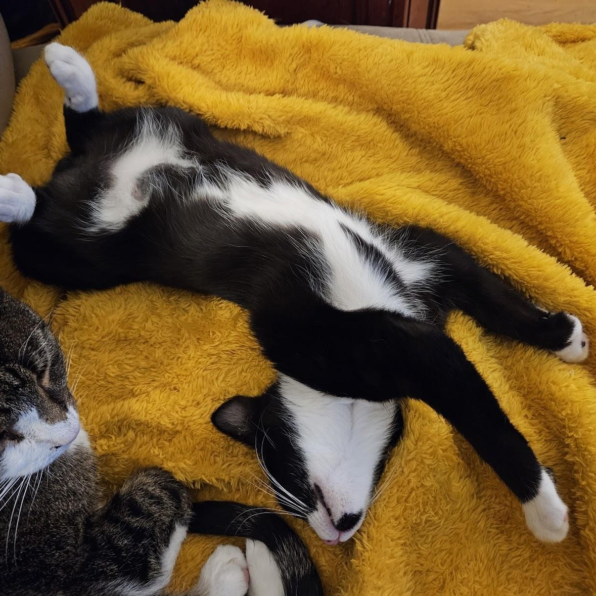 Fiddlesticks & Quiz, a Adoptable mixed breed in Hyattsville, MD image 4/6