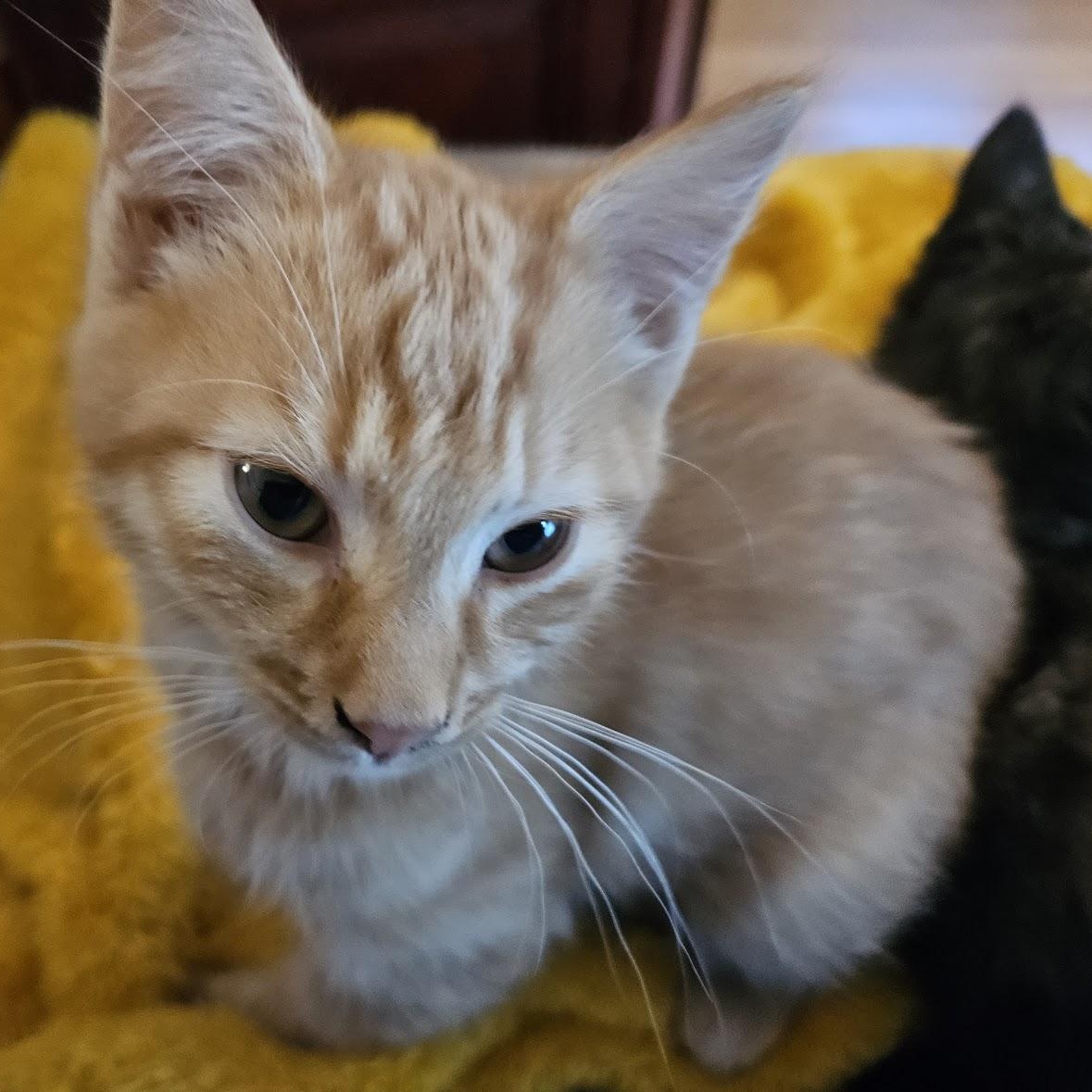 Fiddlesticks & Quiz, a Adoptable mixed breed in Hyattsville, MD image 5/6