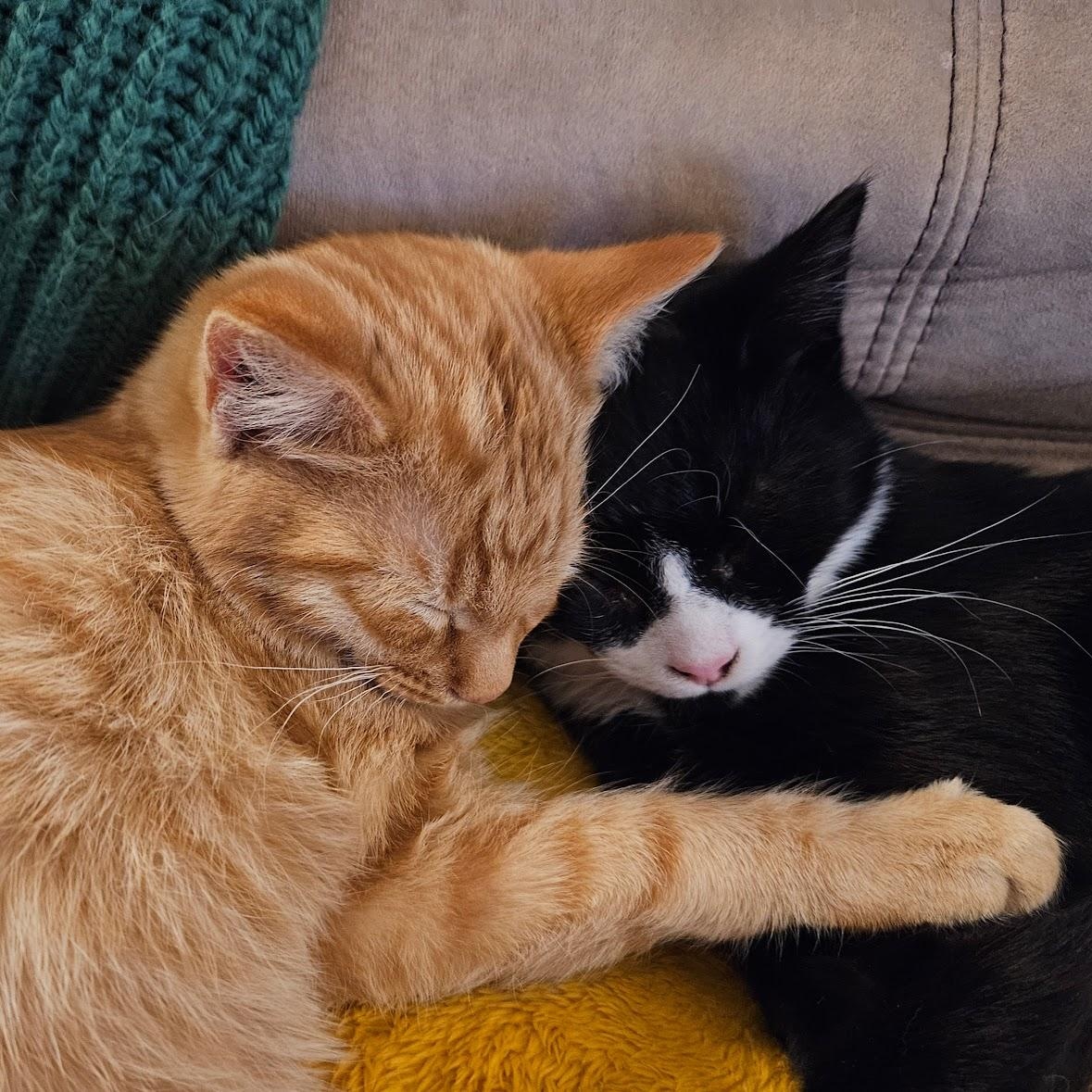 Fiddlesticks & Quiz, a Adoptable mixed breed in Hyattsville, MD image 2/6