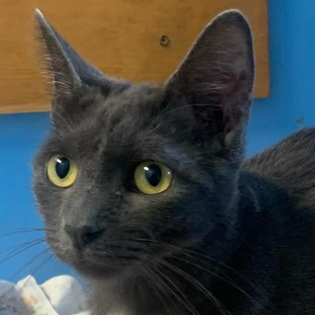 Kit