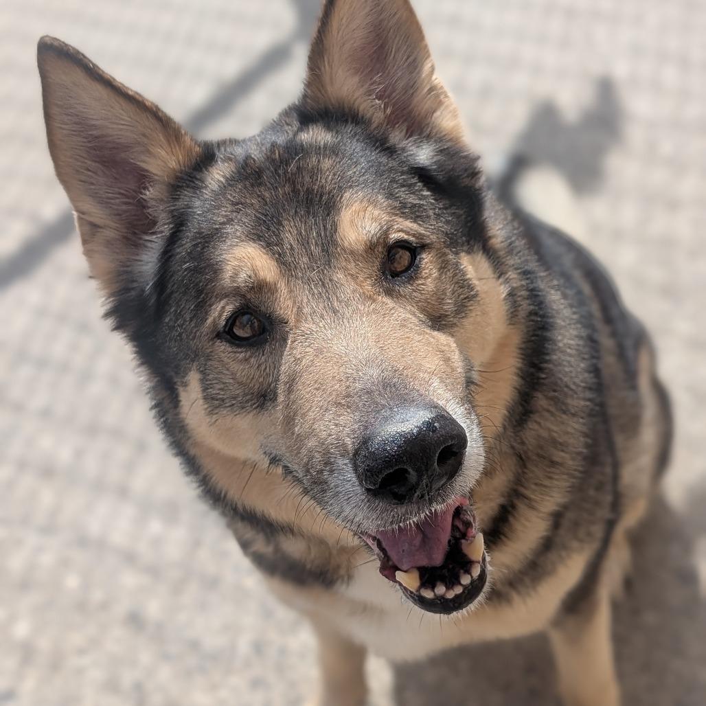 Enlarge Smokey, a Adoptable mixed breed in Watertown, NY image 1/3