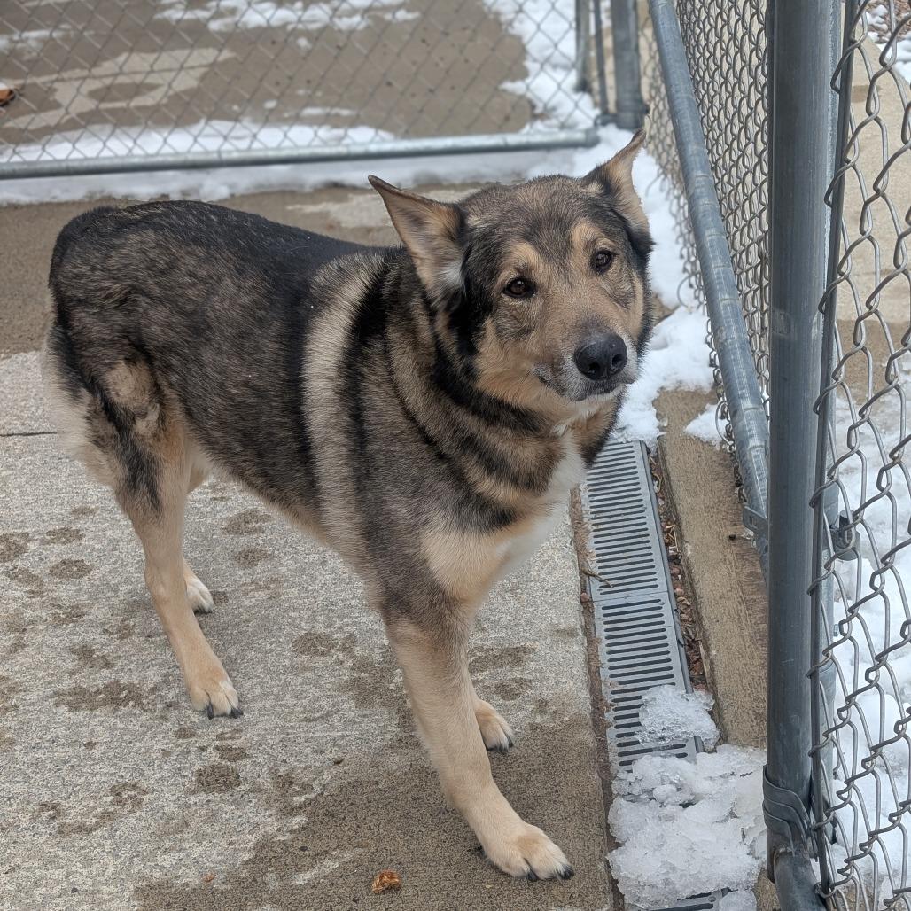 Enlarge Smokey, a Adoptable mixed breed in Watertown, NY image 2/3