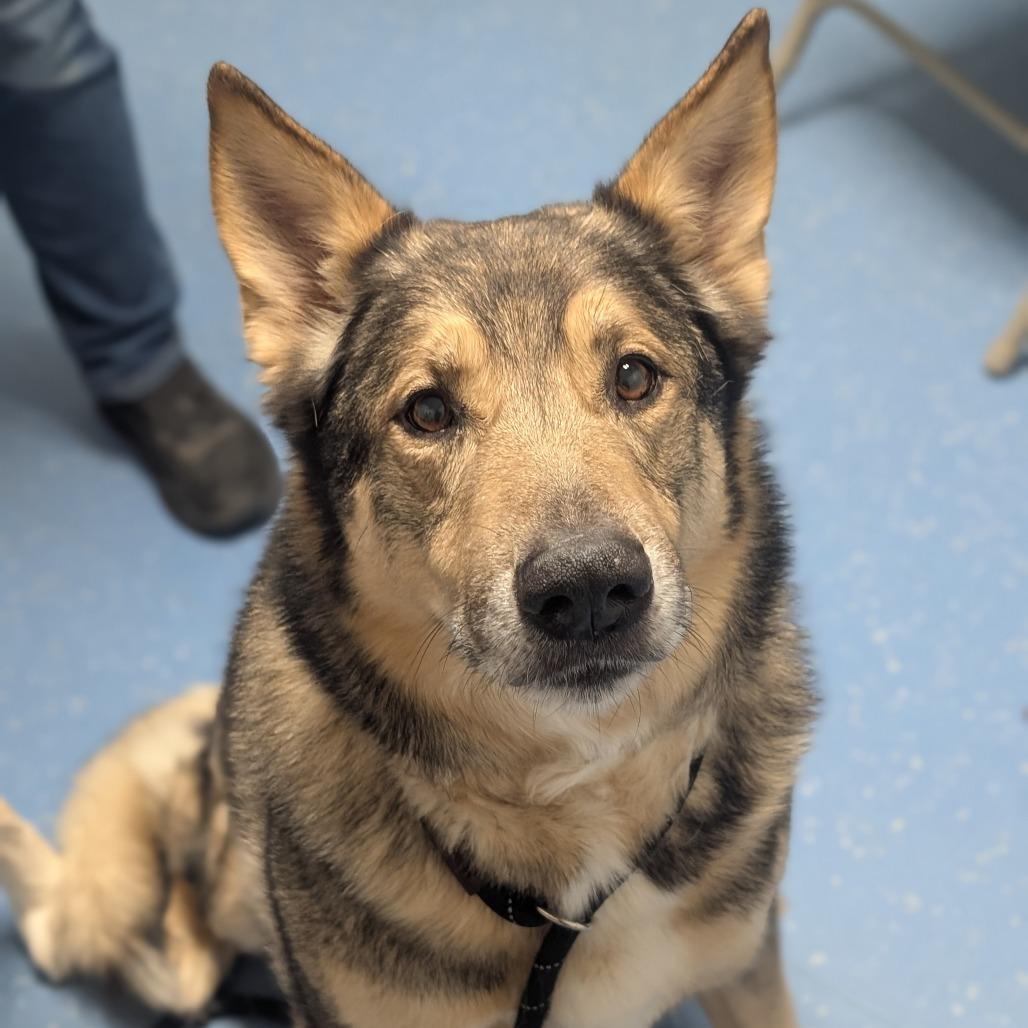 Enlarge Smokey, a Adoptable mixed breed in Watertown, NY image 3/3