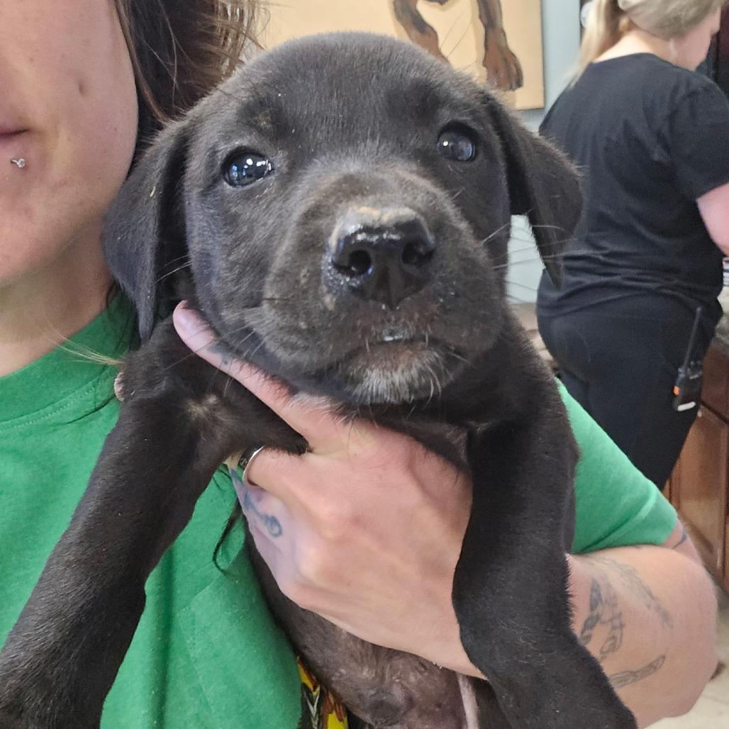 Crunchwrap - 051902U, Adoptable, Puppy Male Labrador Retriever & Mixed Breed.