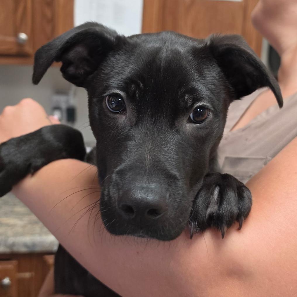 Crunchwrap - 051902U, a Adoptable mixed breed in Tupelo, MS image 2/2