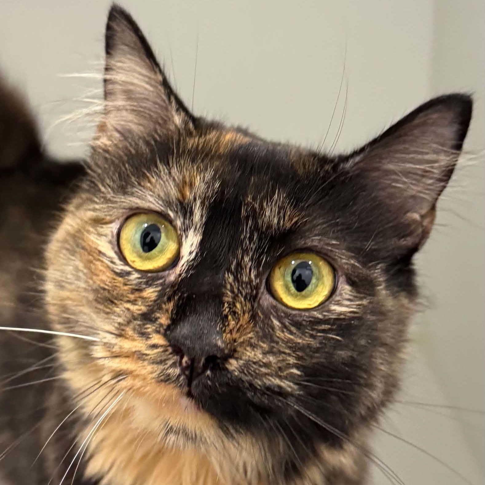 Darling, ADOPTABLE, Young Female American Shorthair.