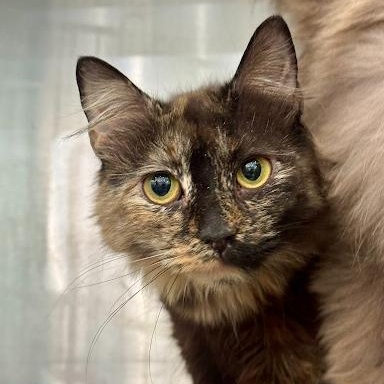 Darling, ADOPTABLE, Young Female American Shorthair.