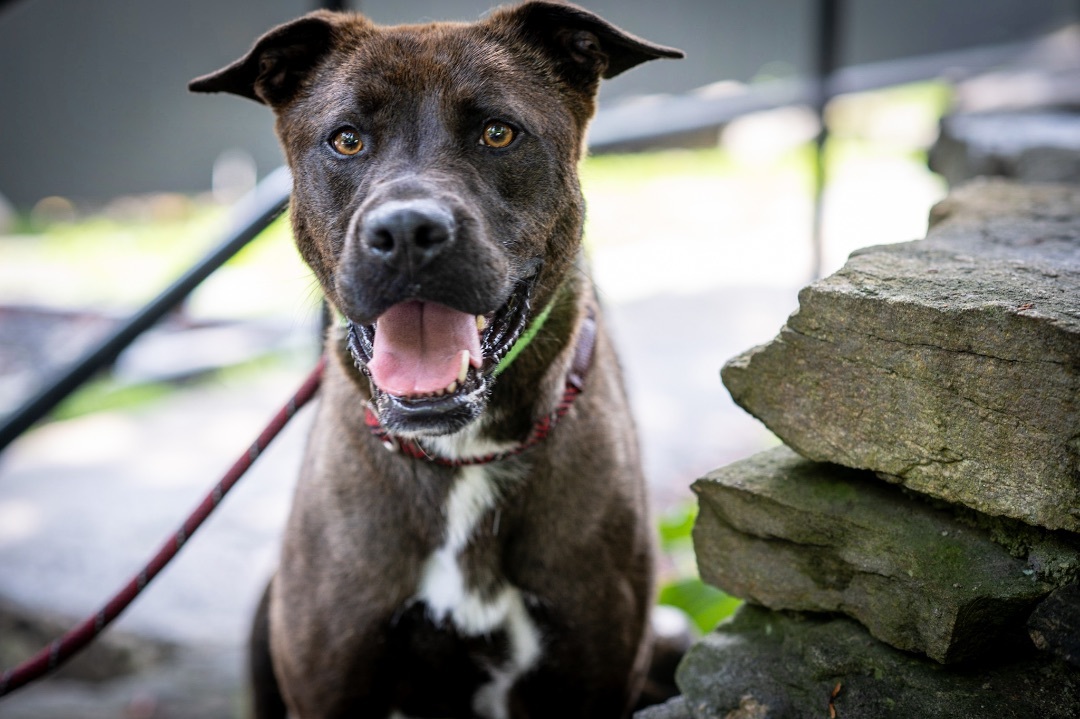 Marshmallow, Adoptable, Adult Female Mixed Breed.