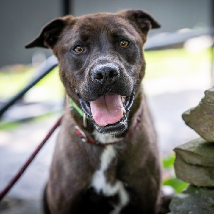 Marshmallow, a Adoptable Mixed Breed image 2/10