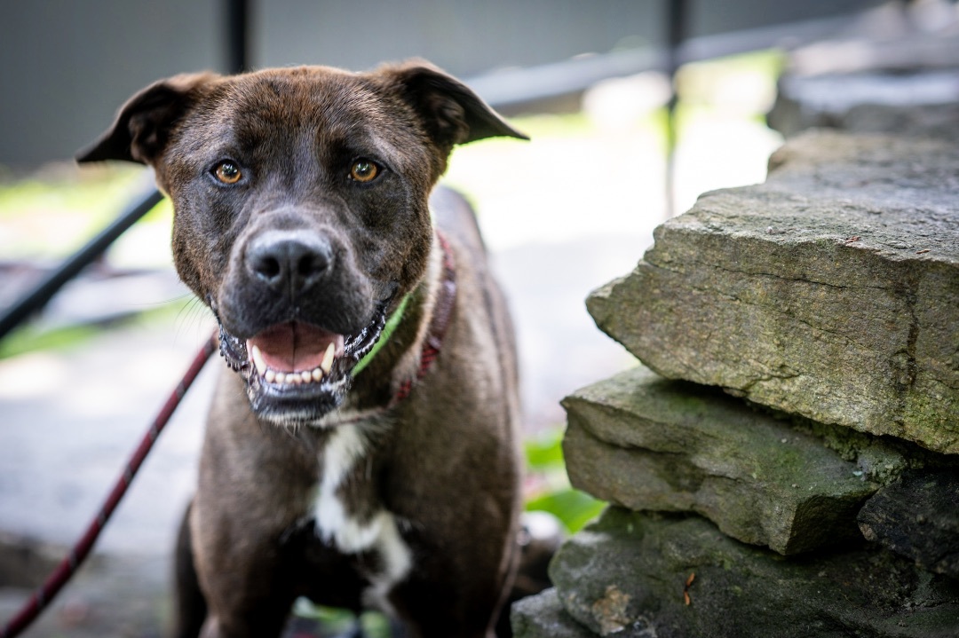 Marshmallow, a Adoptable Mixed Breed image 3/10