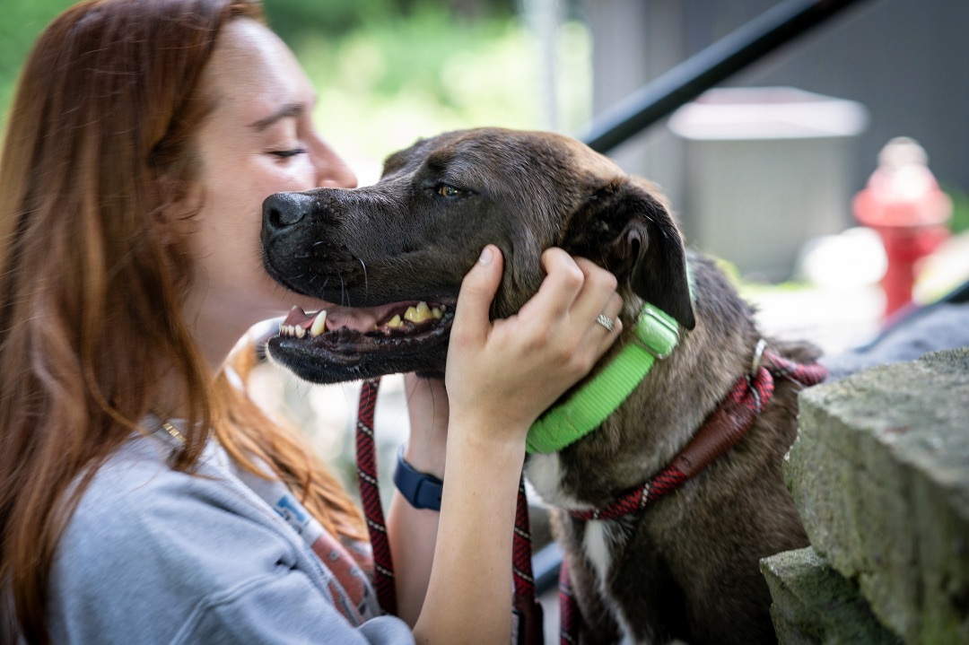 Marshmallow, a Adoptable Mixed Breed image 4/10