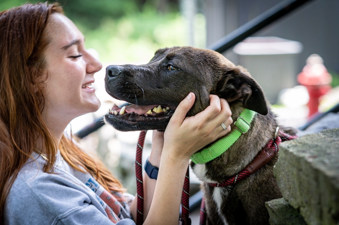 Marshmallow thumbnail 4