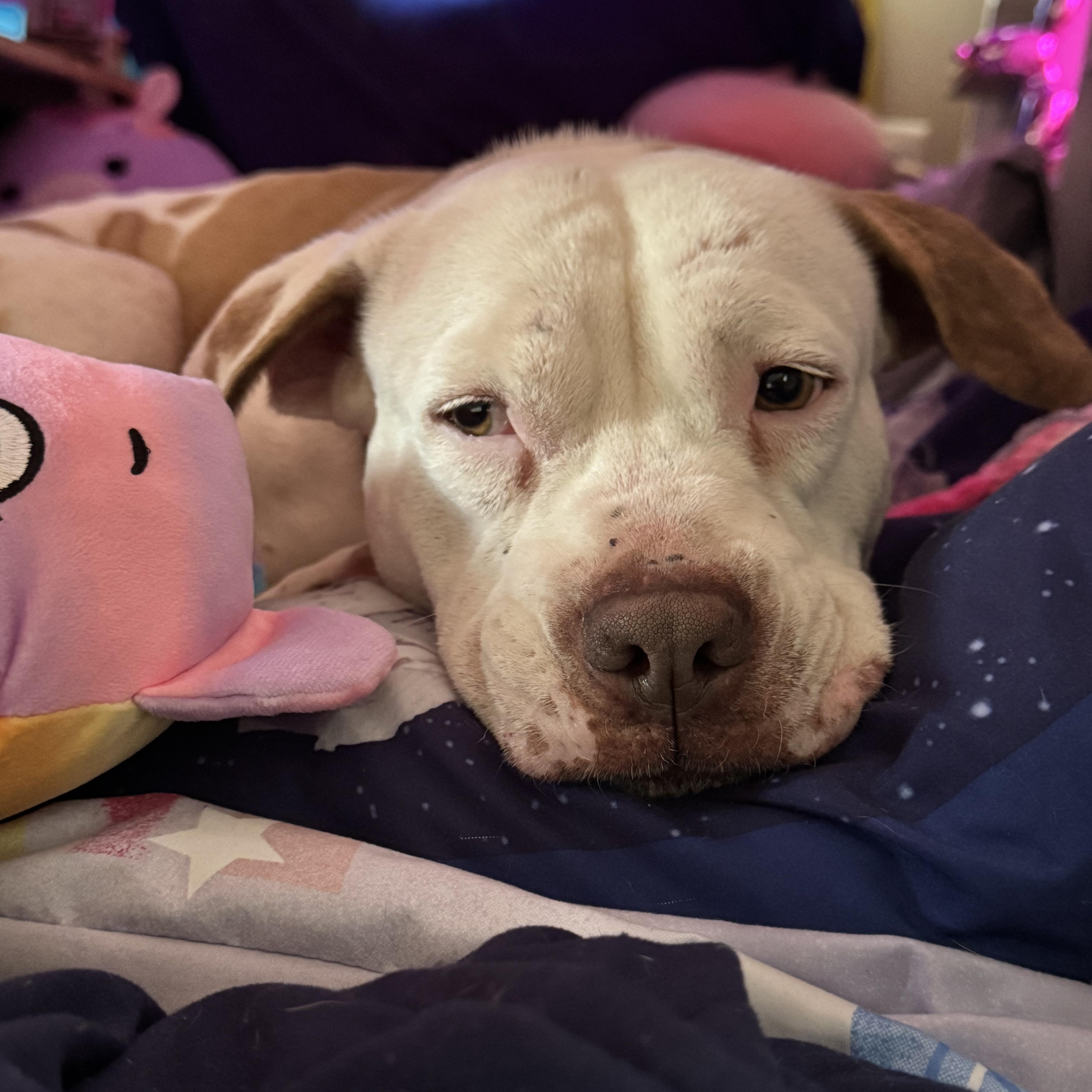 Baby, Adoptable, Adult Female Pit Bull Terrier.