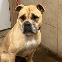 Gretta, a ADOPTABLE mixed breed in Denison, IA image 2/3