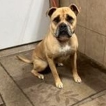 Gretta, ADOPTABLE, Adult Female Boxer & Bulldog.