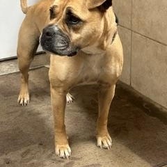 Gretta, a ADOPTABLE mixed breed in Denison, IA image 3/3