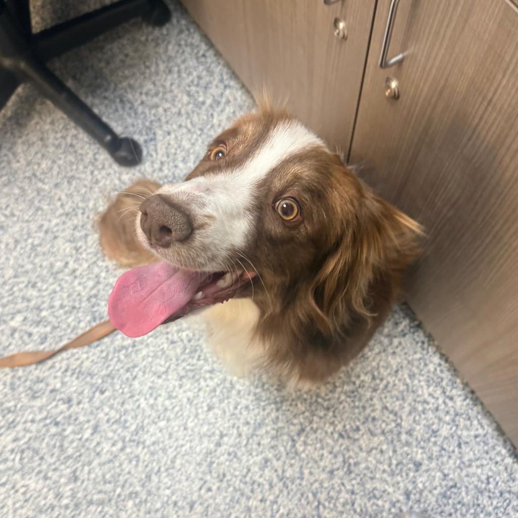 Oliver, Adoptable, Young Male Border Collie & Australian Shepherd.