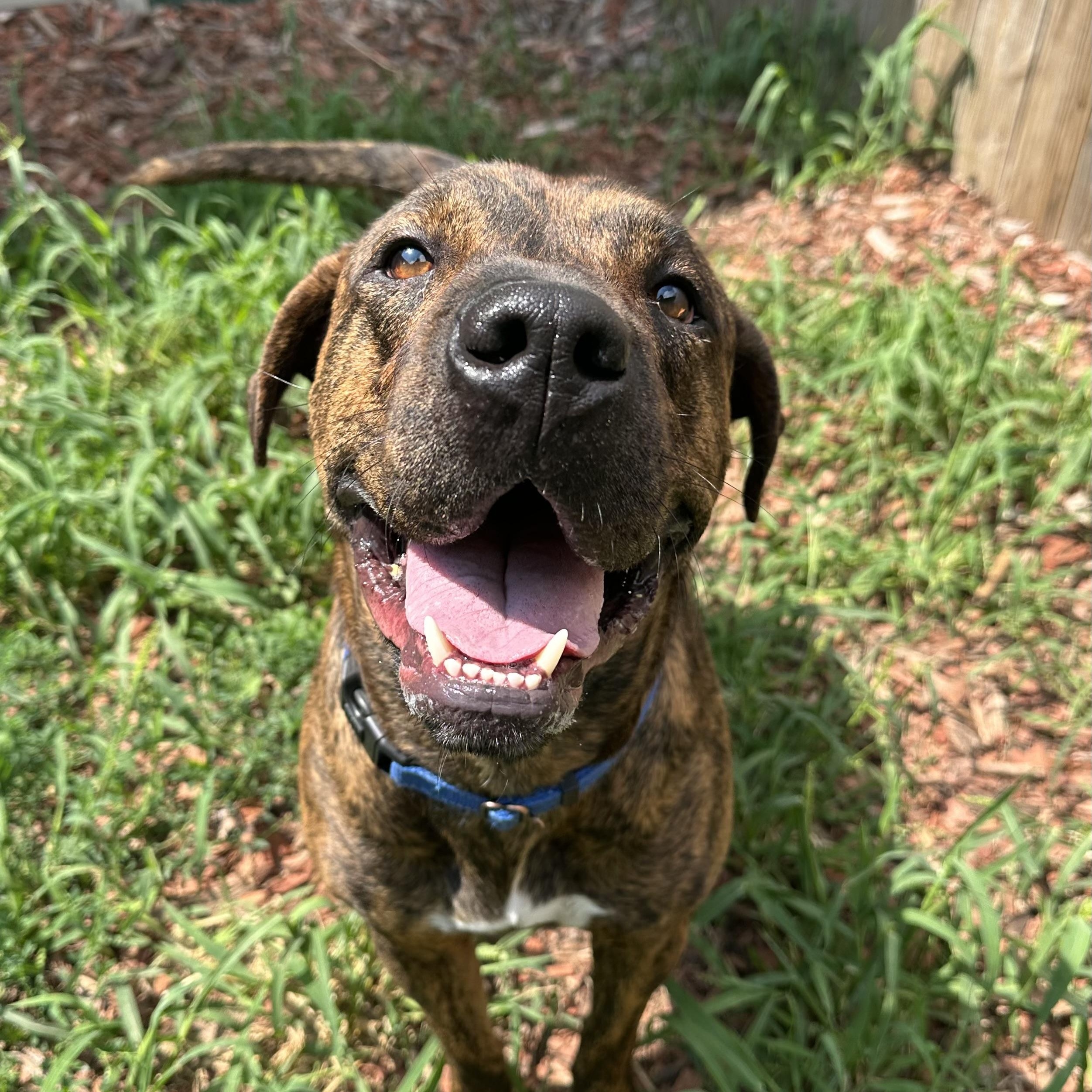 Yuri, an adoptable Plott Hound in Brookings, SD, 57006 | Photo Image 1