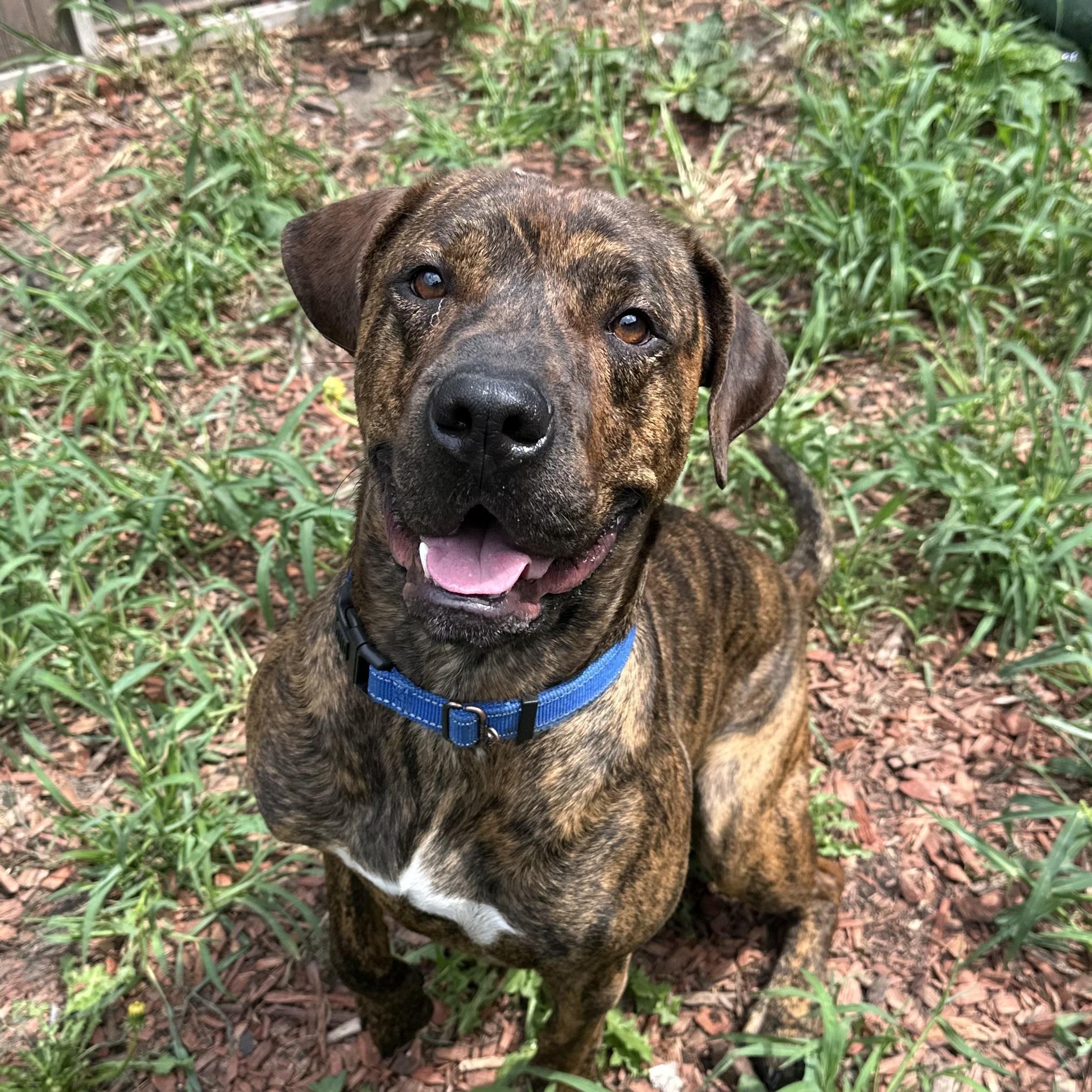 Yuri, an adoptable Plott Hound in Brookings, SD, 57006 | Photo Image 3