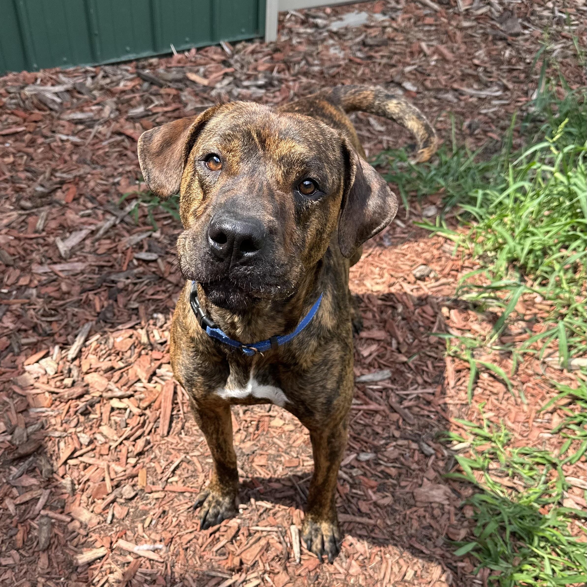 Yuri, an adoptable Plott Hound in Brookings, SD, 57006 | Photo Image 4