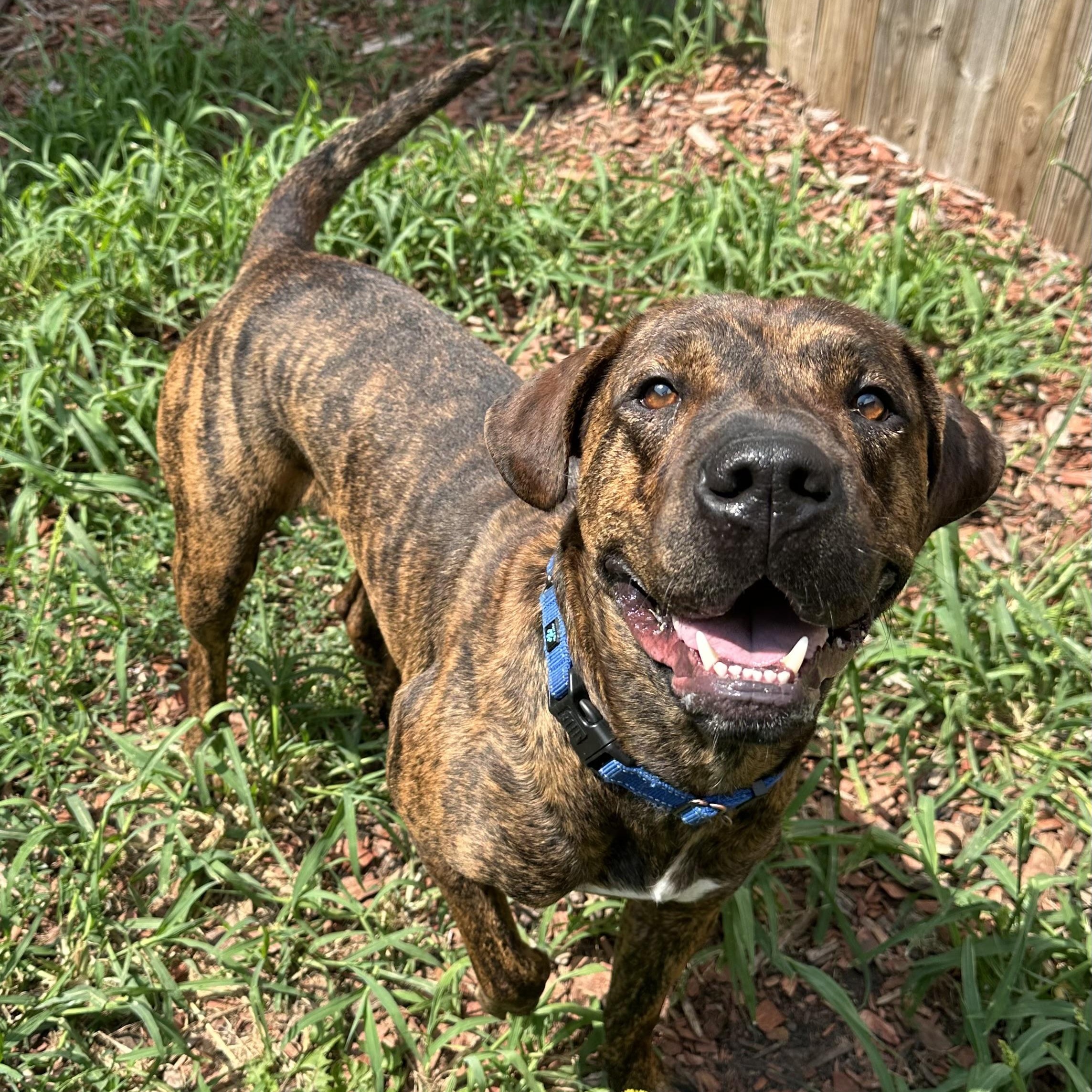 Yuri, an adoptable Plott Hound in Brookings, SD, 57006 | Photo Image 2