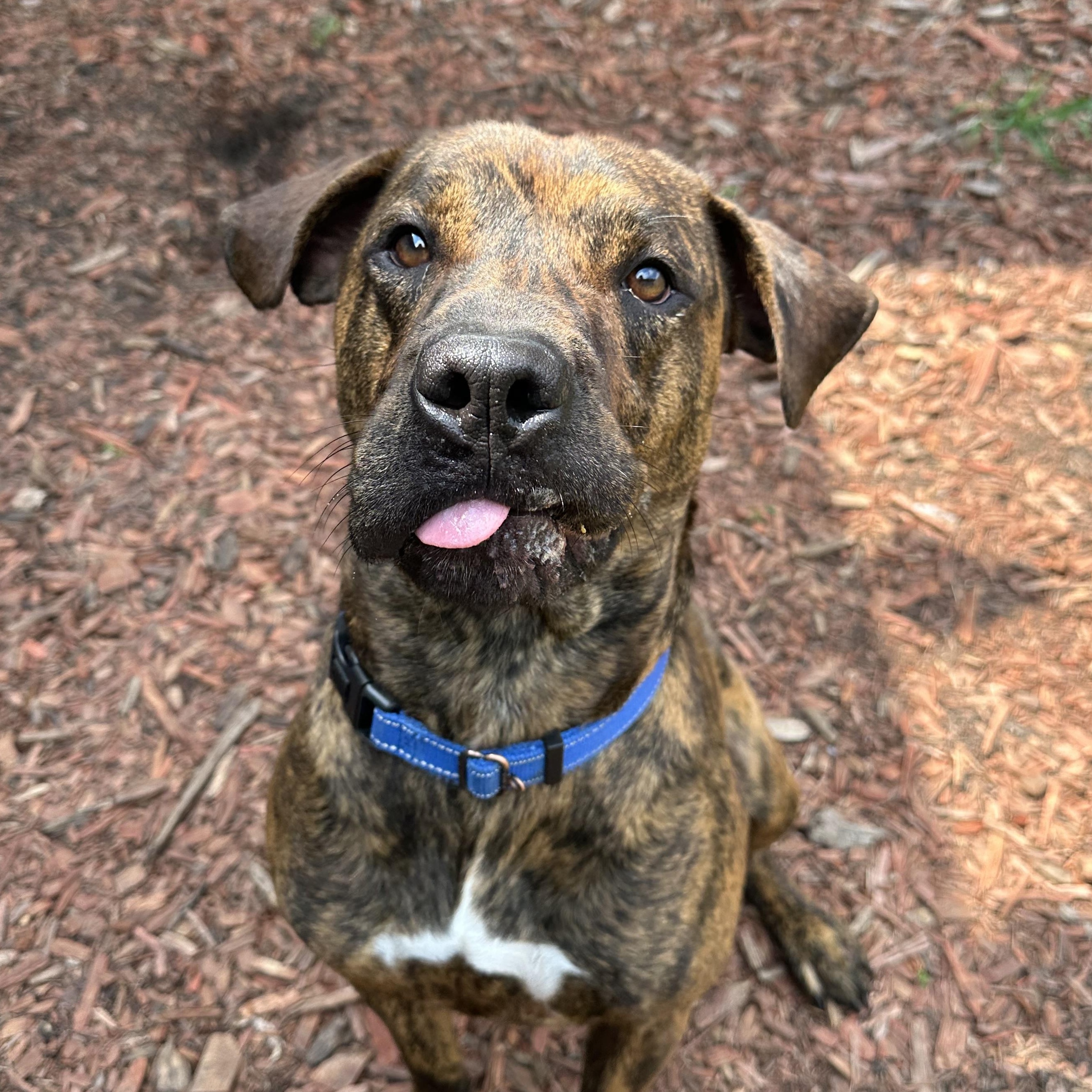 Yuri, an adoptable Plott Hound in Brookings, SD, 57006 | Photo Image 5