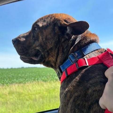 Yuri, an adoptable Plott Hound in Brookings, SD, 57006 | Photo Image 6