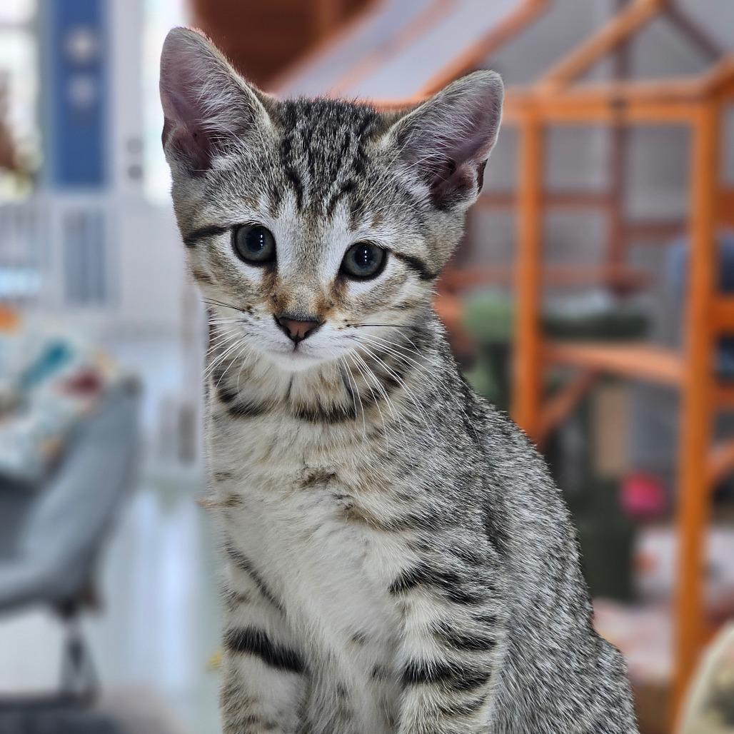 Oxford, ADOPTABLE, Kitten Female Domestic Short Hair.