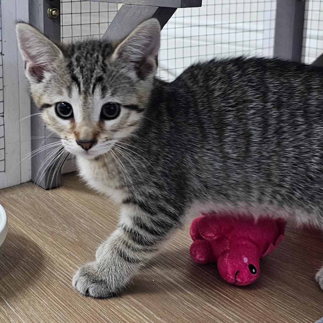 Oxford, a ADOPTABLE Domestic Short Hair in Toledo, OH image 2/2