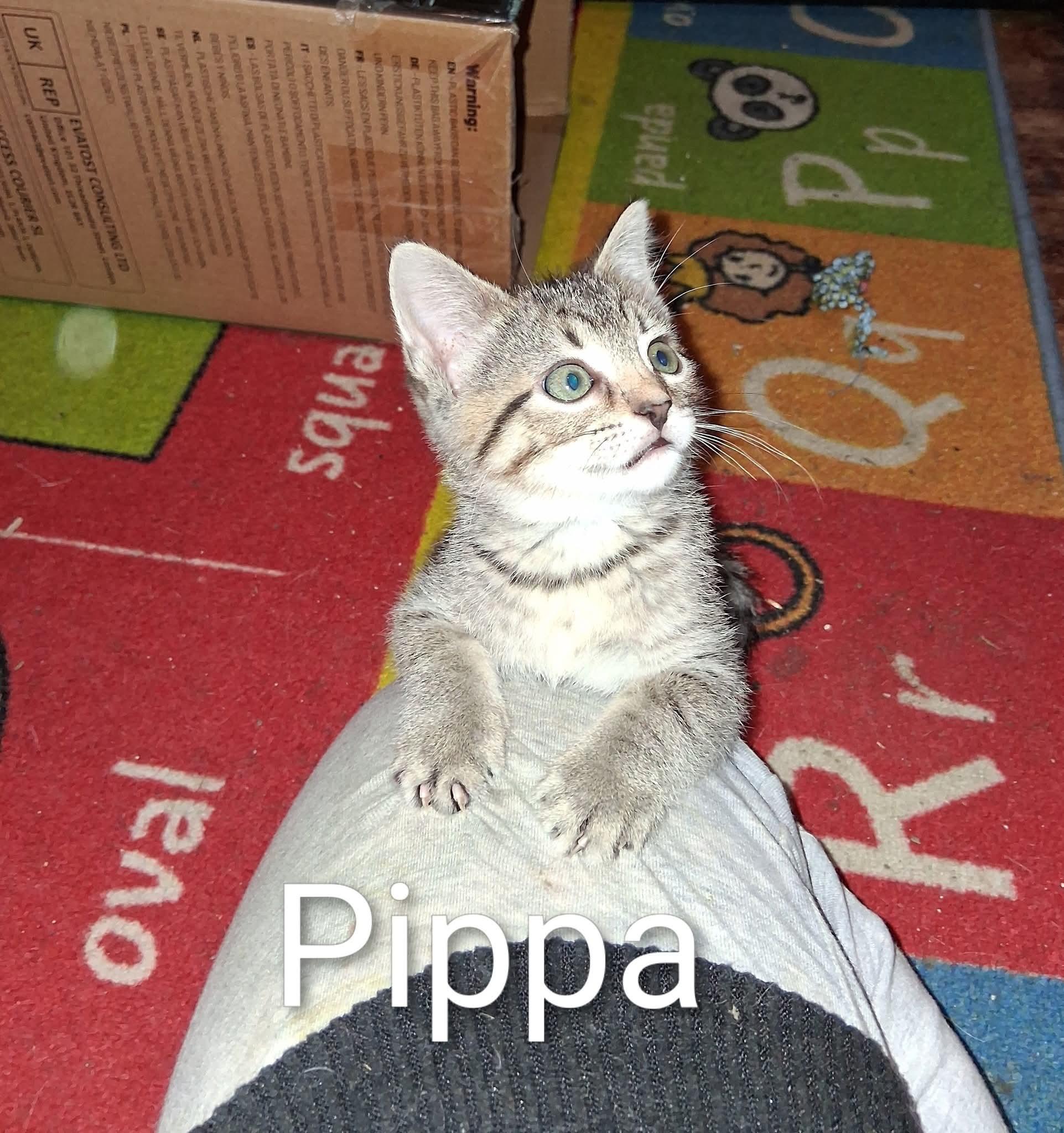 Pippa