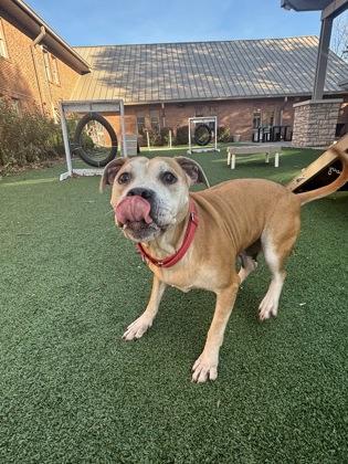 Cali, Adoptable, Senior Female Mixed Breed & Mixed Breed.