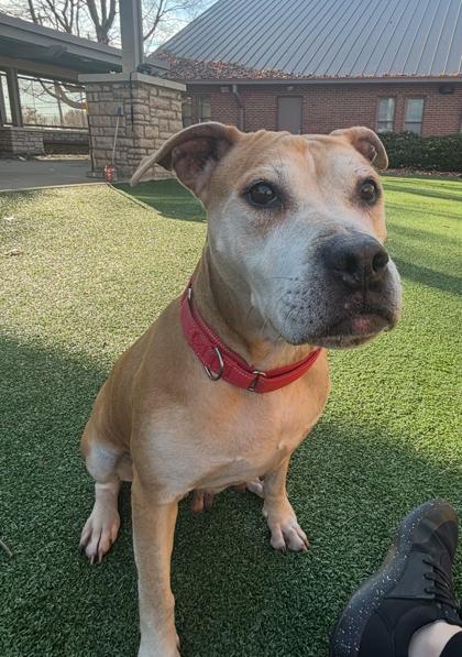 Cali, a Adoptable Mixed Breed in Cincinnati, OH image 2/2