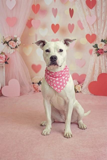 Enlarge LOTTIE, a Adoptable mixed breed in Belleville, IL image 1/1
