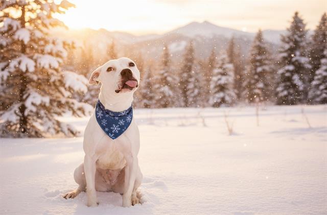 LOTTIE, Adoptable, Young Female Pit Bull Terrier & Mixed Breed.