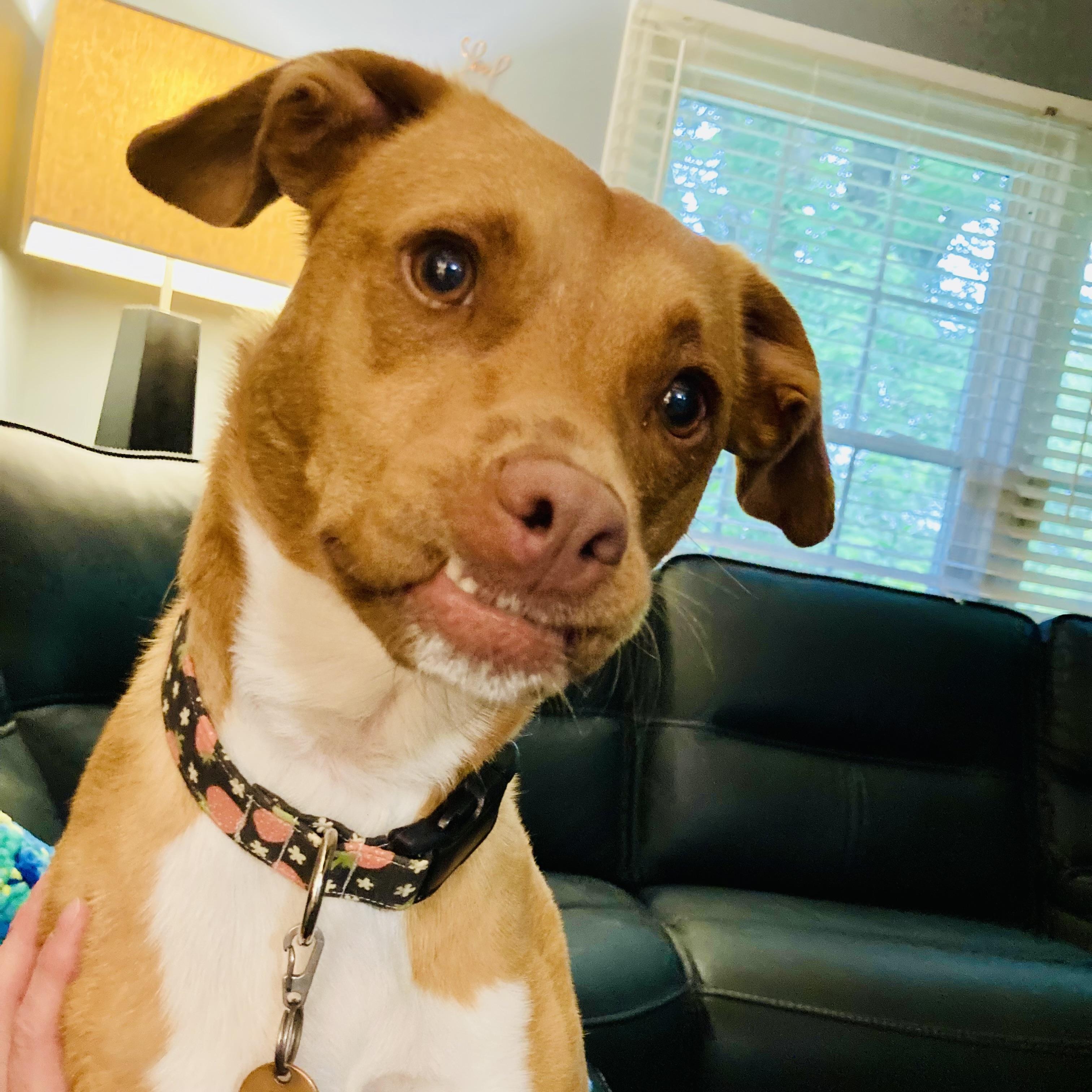 Enlarge Lucy, a Adoptable mixed breed in Prospect, KY image 5/5