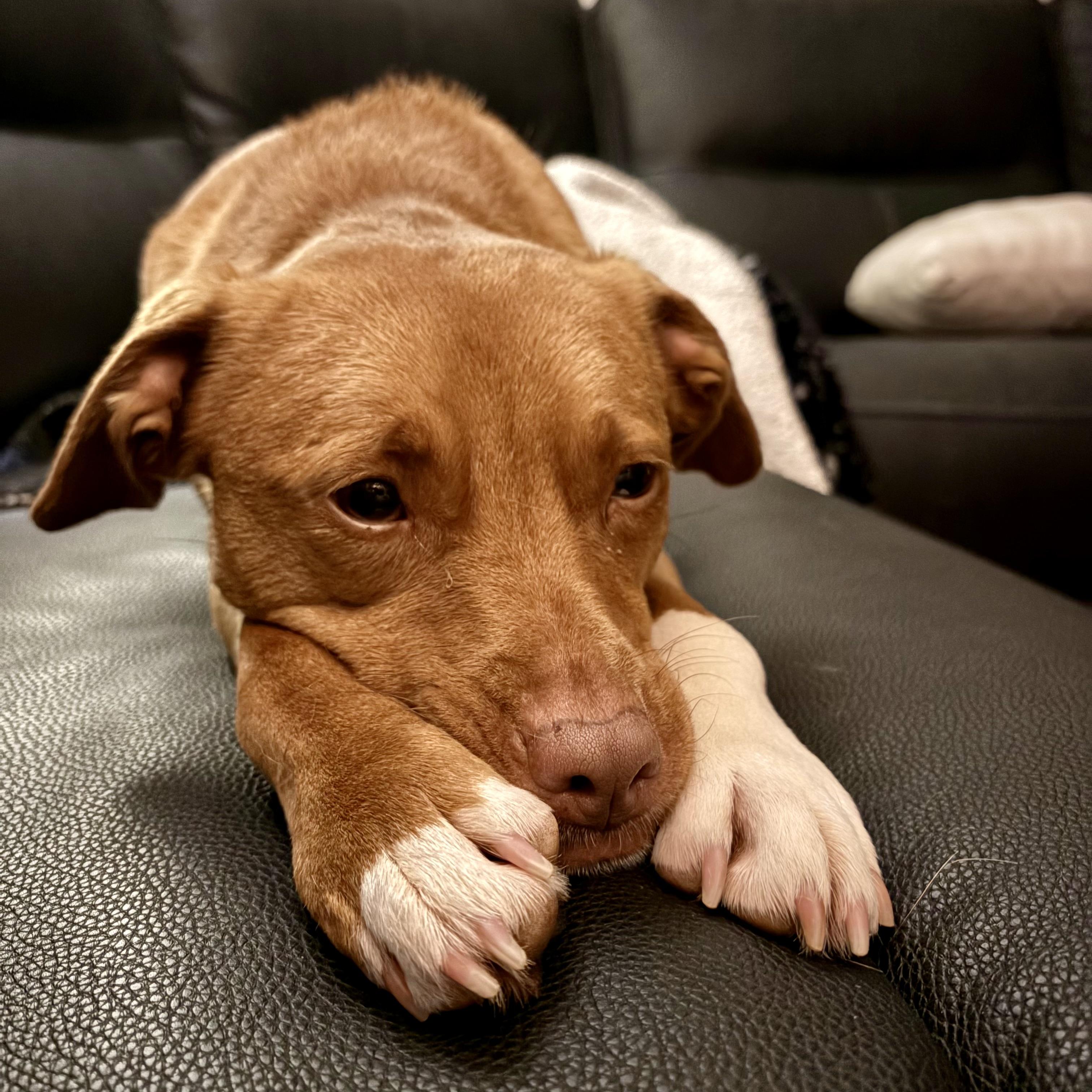 Enlarge Lucy, a Adoptable mixed breed in Prospect, KY image 4/5