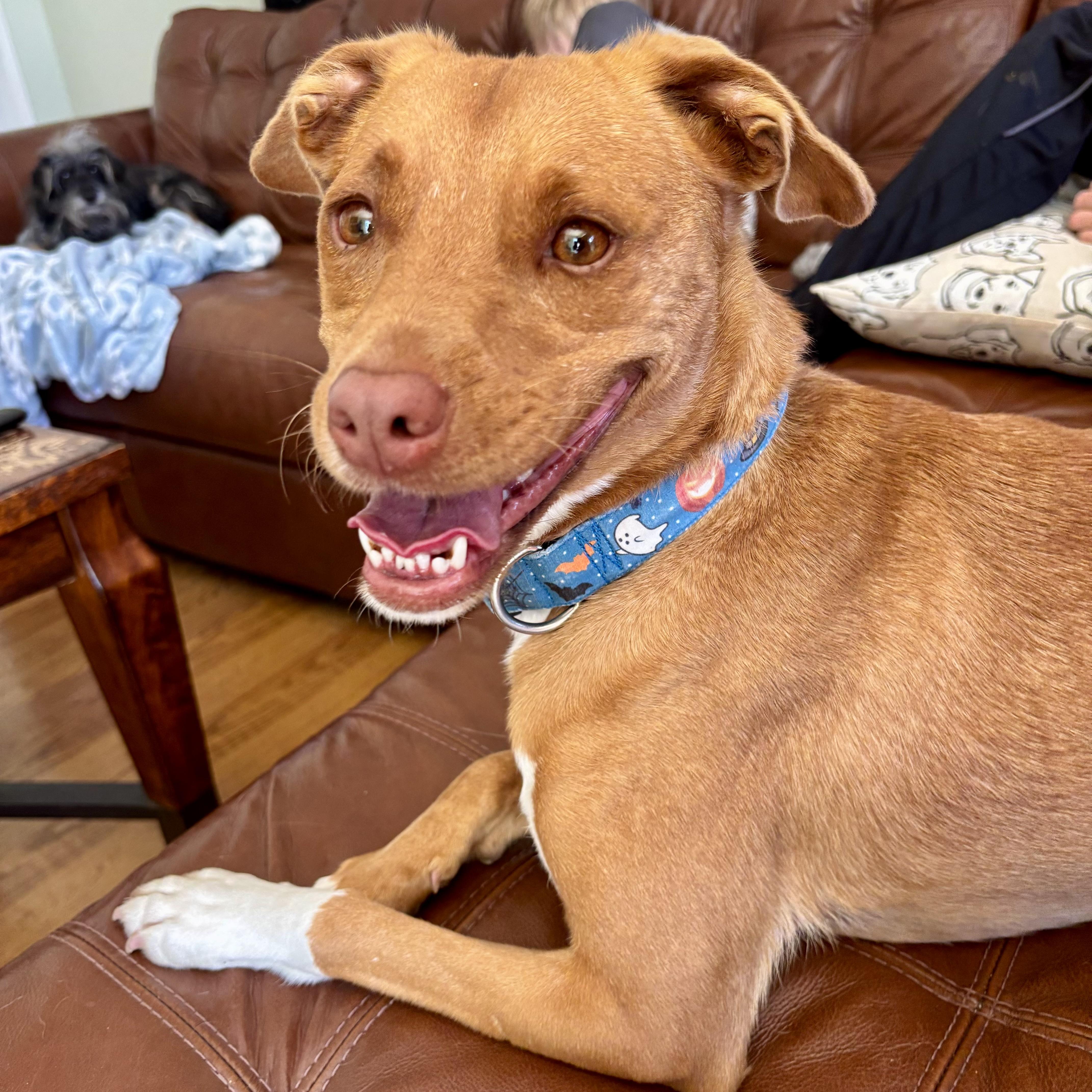 Lucy, Adoptable, Adult Female American Bully.