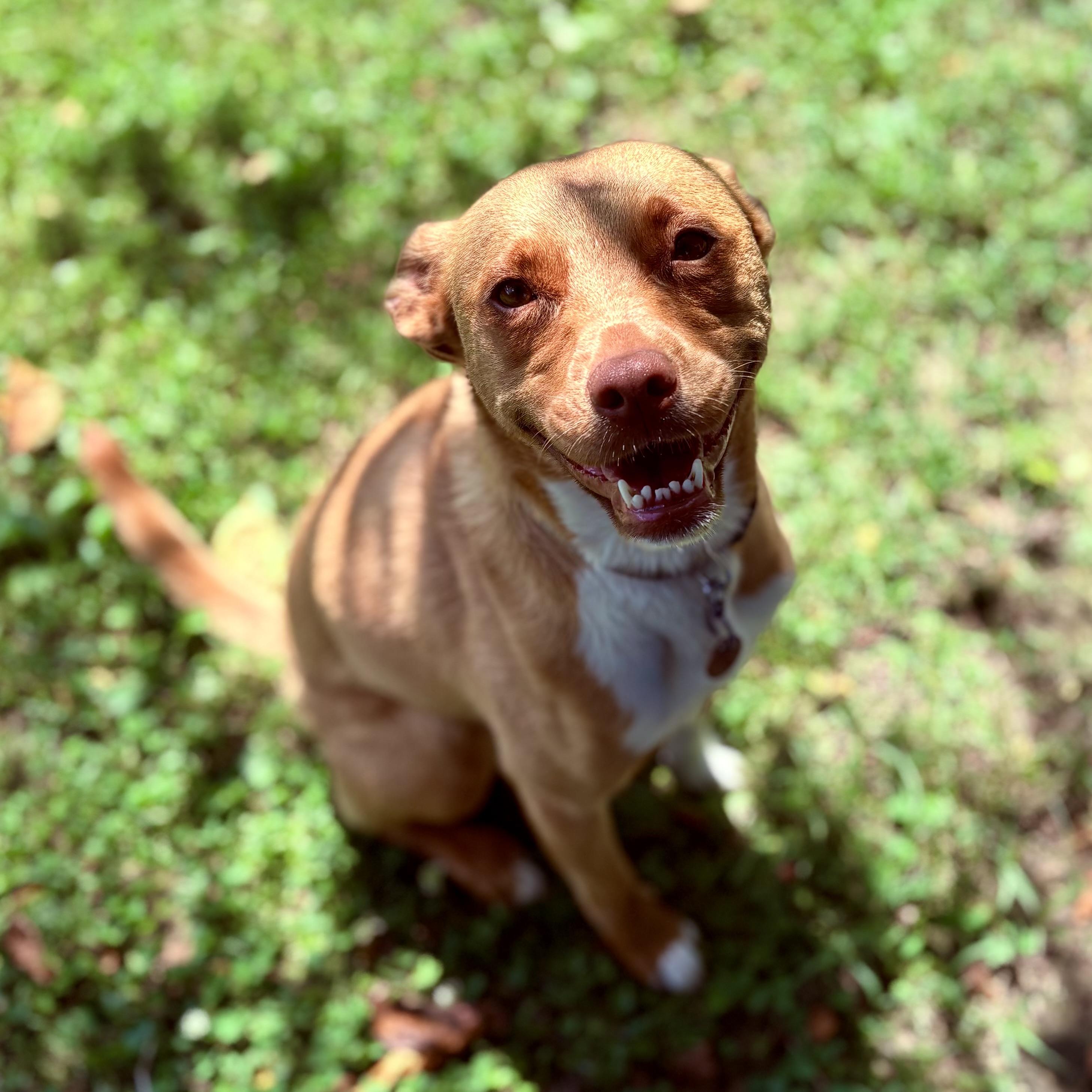 Enlarge Lucy, a Adoptable mixed breed in Prospect, KY image 3/5