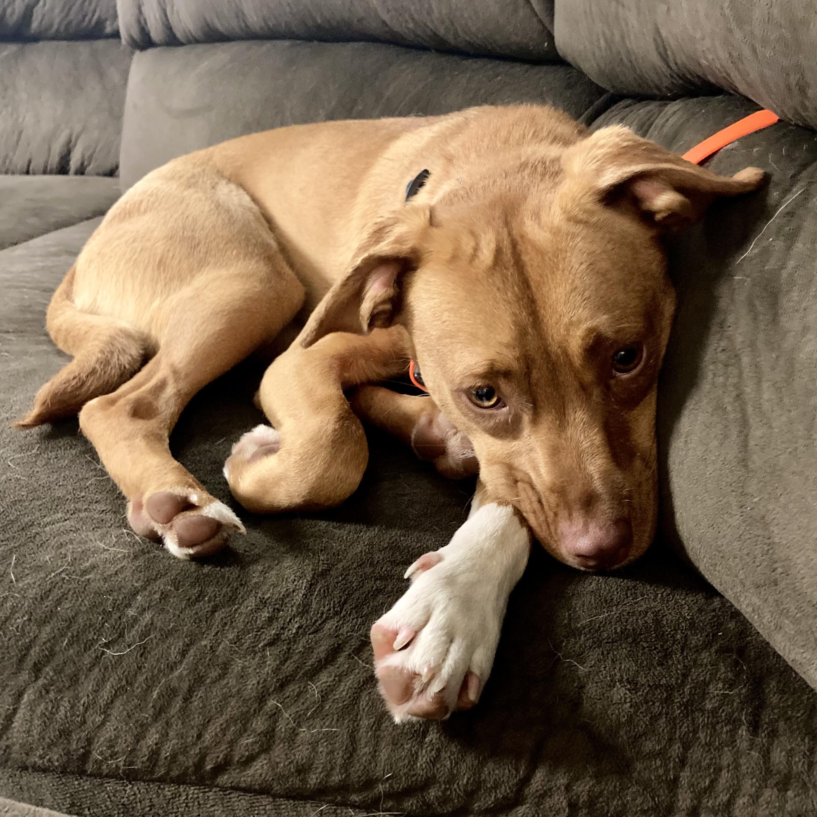 Enlarge Lucy, a Adoptable mixed breed in Prospect, KY image 2/5