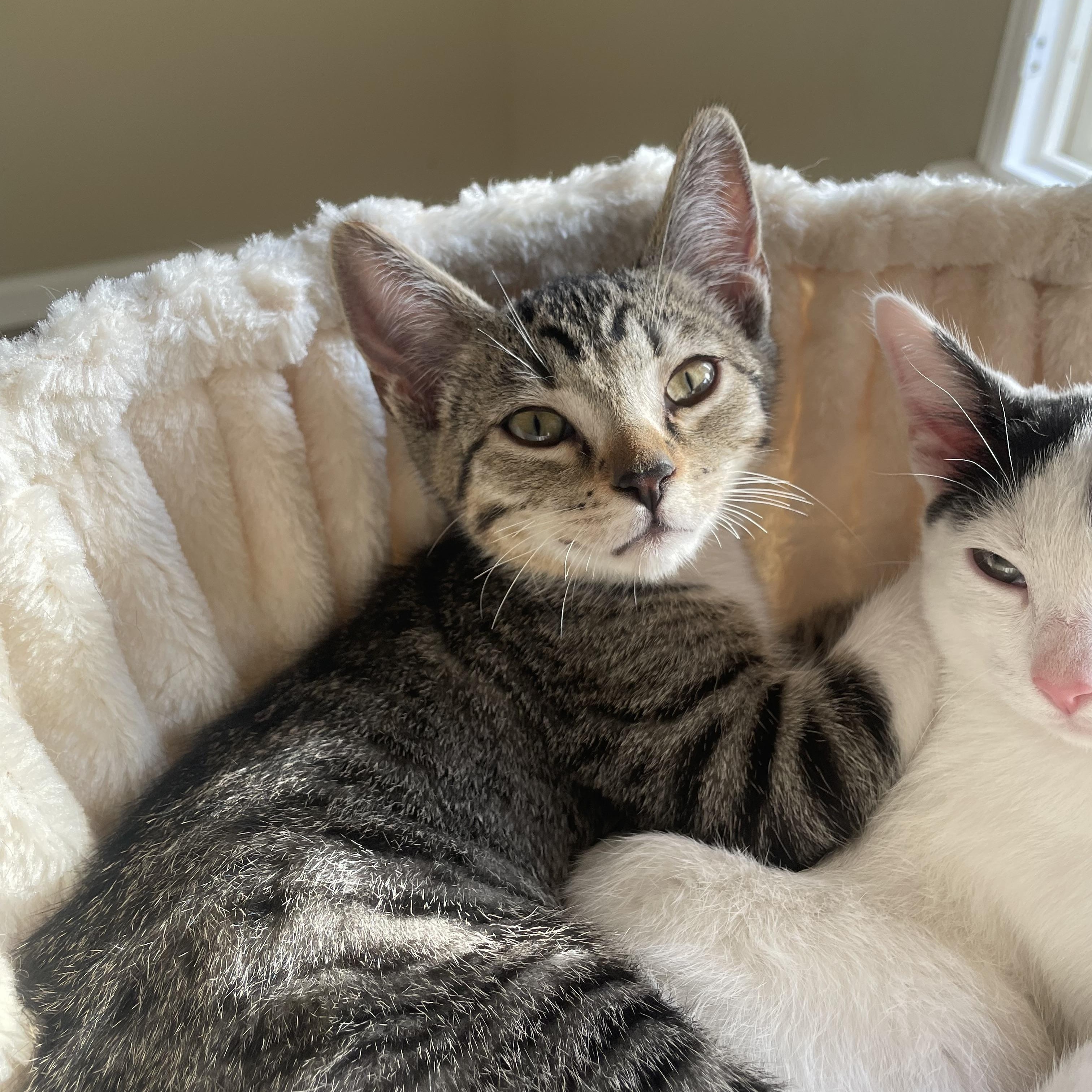 Apple, Adoptable, Kitten Male Domestic Short Hair & Tabby.