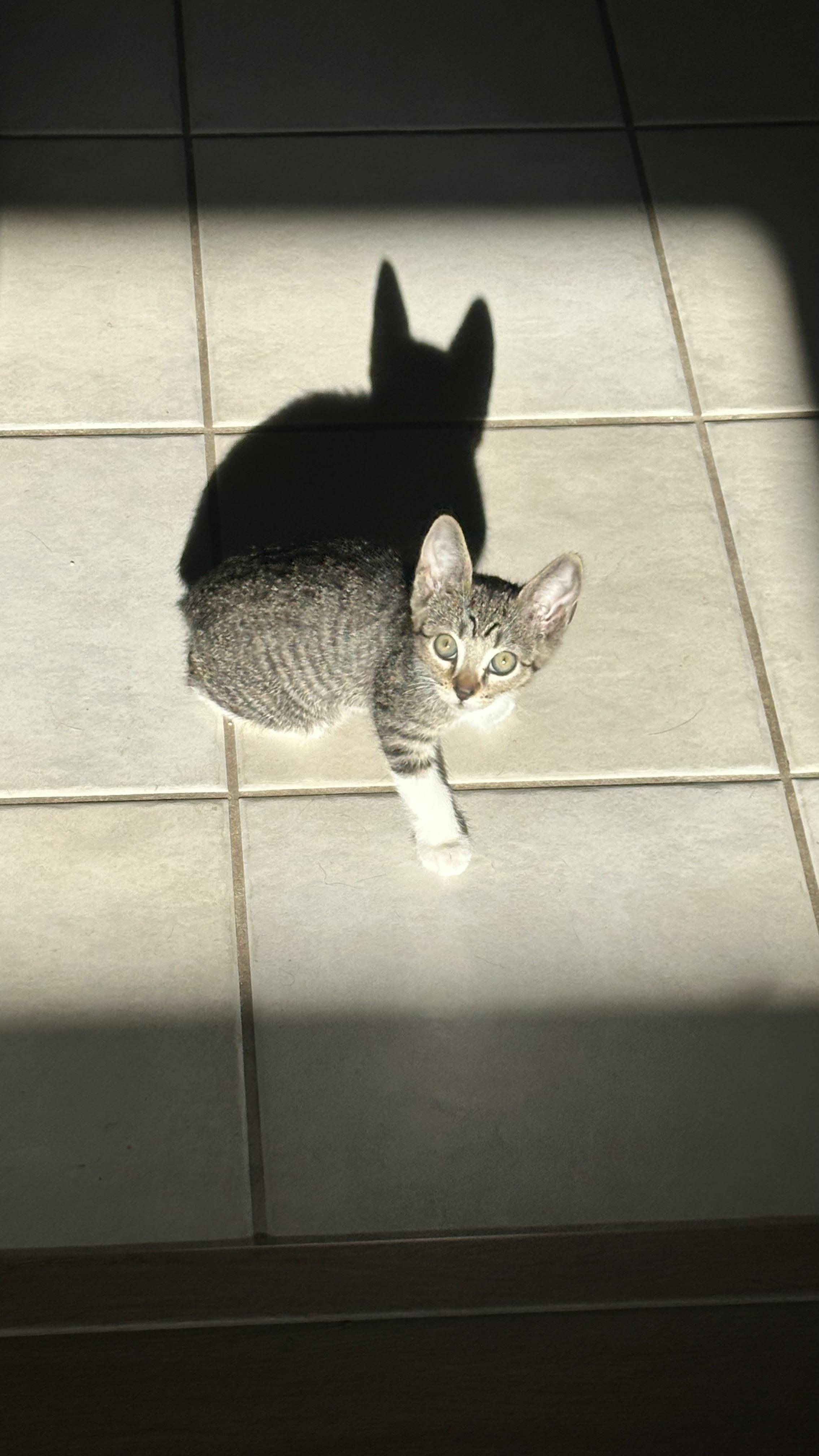 Enlarge Apple, a Adoptable mixed breed in Brentwood, CA image 2/2