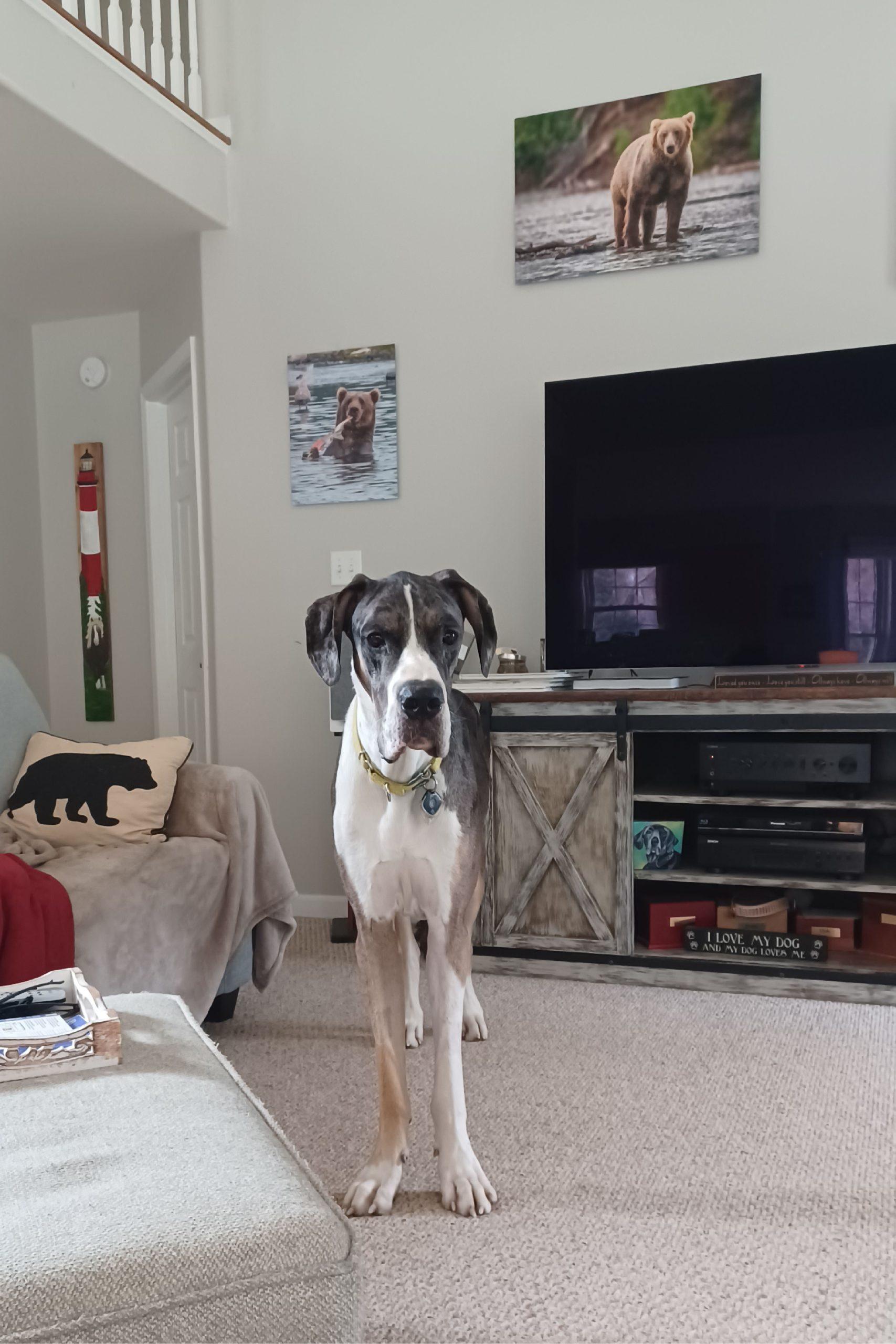 Enlarge Maverick, a ADOPTABLE Great Dane in Woodbridge, VA image 2/2