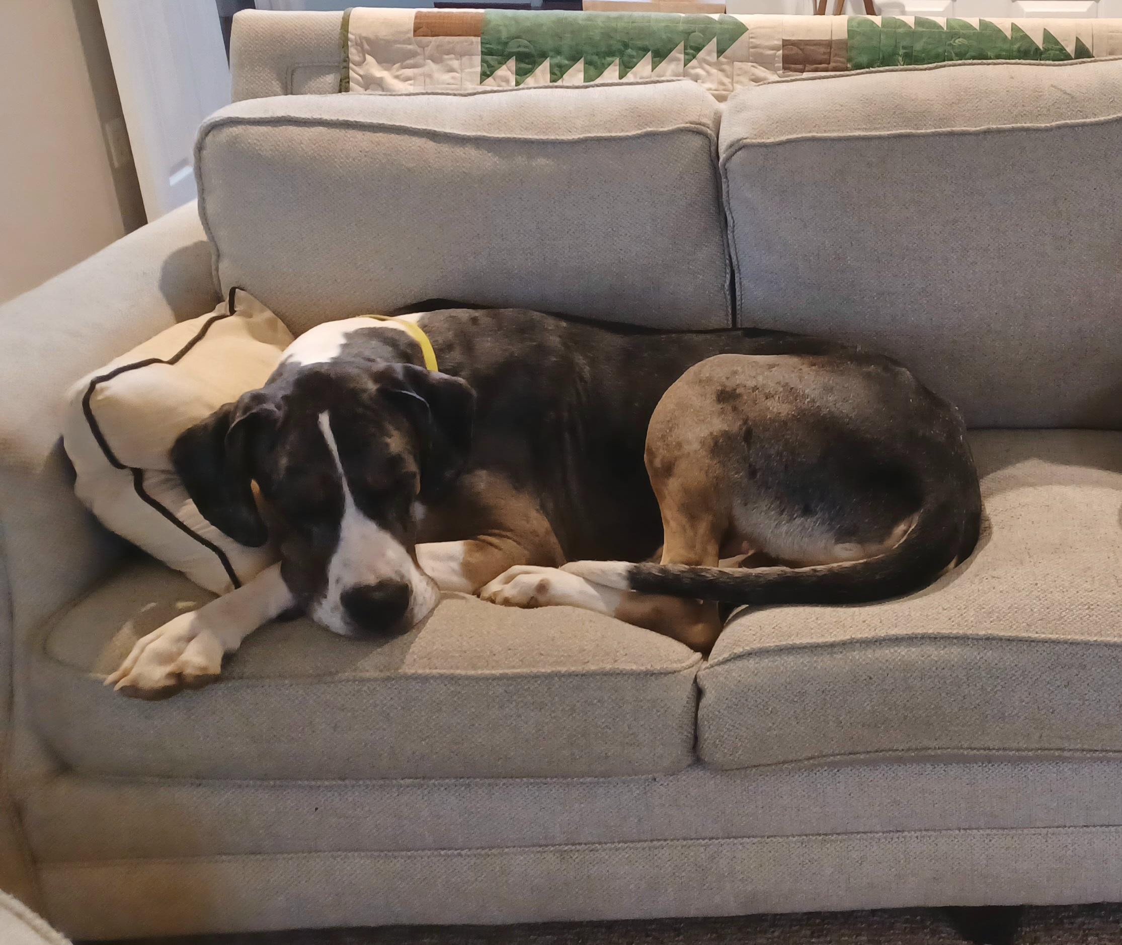 Enlarge Maverick, a ADOPTABLE Great Dane in Woodbridge, VA image 1/2